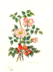 Dog Rose, 1980 (wc na papíře)